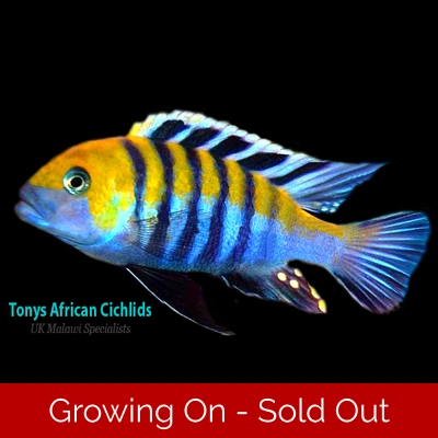 4 x Cynotilapia afra Cobue 3-4cm, Limited stock